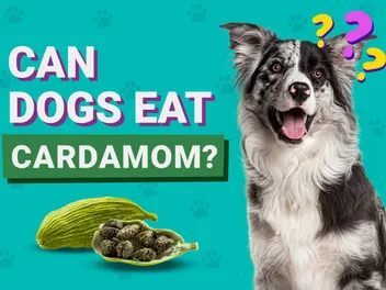 Can Dogs Eat Cardamom? Is It Safe? Vet Reviewed Dietary Guidance