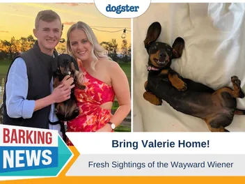 Bring Valerie Home - Fresh Sightings of the Wayward Wiener