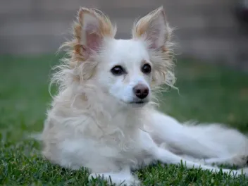 Papshund (Dachshund Papillon Mix): Info, Pictures, Care & More