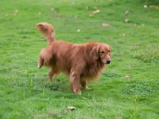 Why Does My Female Dog Lift Her Leg To Pee? Canine Behavior Explained