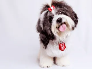 Daisy Dog Breed Guide: Info, Pictures, Care & More
