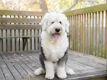 How Much Does an Old English Sheepdog Cost? 2026 Price Guide