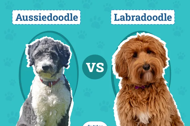Aussiedoodle vs Labradoodle: Key Differences (With Pictures)