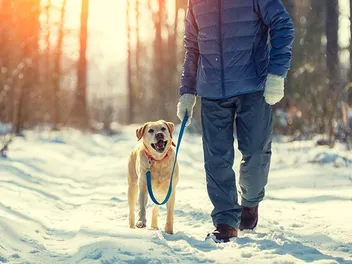 How to Walk Your Dog in the Winter Snow (10 Vet-Verified Safety Tips)