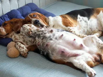 Dog Pregnancy: Vet-Reviewed Signs, Care & Potential Risks