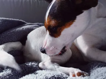 Why Dogs Lick Themselves Before Sleeping? 6 Vet-Reviewed Causes