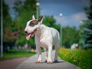 How Much Does It Cost to Own a Bull Terrier? 2026 Price Guide