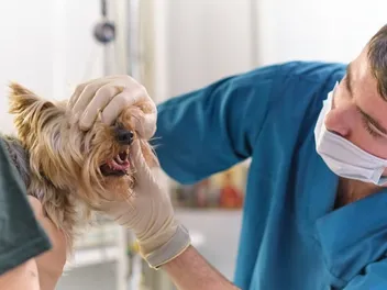 Laryngeal Paralysis in Dogs: Our Vet Explains Causes, Signs & Treatment