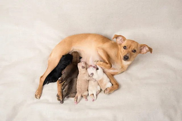 How Many Puppies Are Born in a Litter? Vet-Verified Average Sizes & Influential Factors