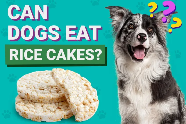 Can Dogs Eat Rice Cakes? Vet-Verified Nutrition Facts & FAQ