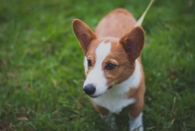 Corgi on a leash walking on the grass