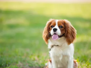 Not All Small Dogs Are Clingy! These 10 Breeds Do Just Fine on Their Own