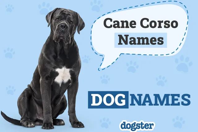 160 Cane Corso Names: Male & Female Names With Meanings