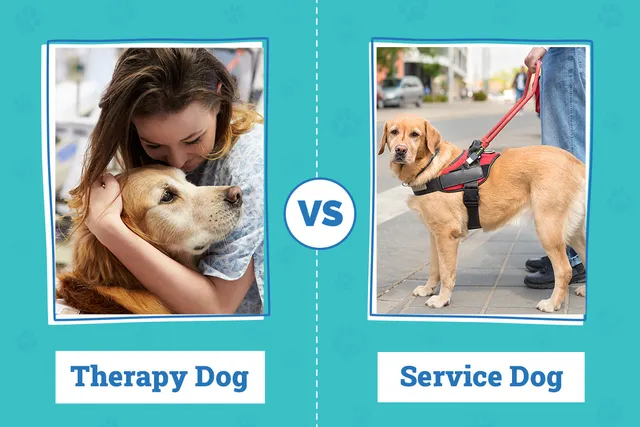 Therapy Dog vs Service Dog: Vet-Verified Differences