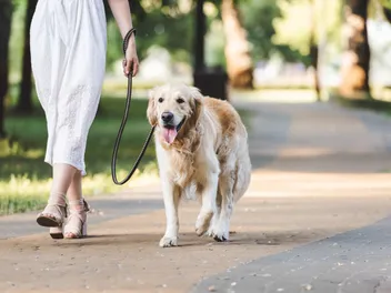 Can You Walk Your Dog Too Much? Vet-Reviewed Care Facts