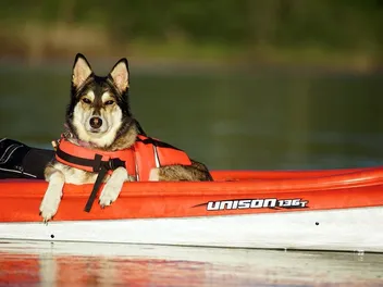7 Best Kayaks for Dogs in 2026 - Reviews & Top Picks