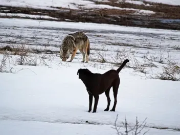 Can Coyotes Breed With Dogs? Vet-Verified Facts & Legalities