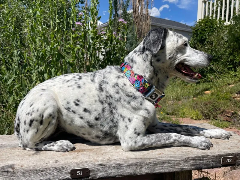 ragz with buckle-down collar lying on the bench outdoor