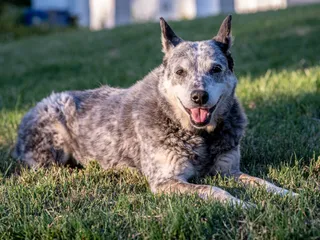 Australian Stumpy Tail Cattle Dog Breed: Info, Pictures, Facts & Traits