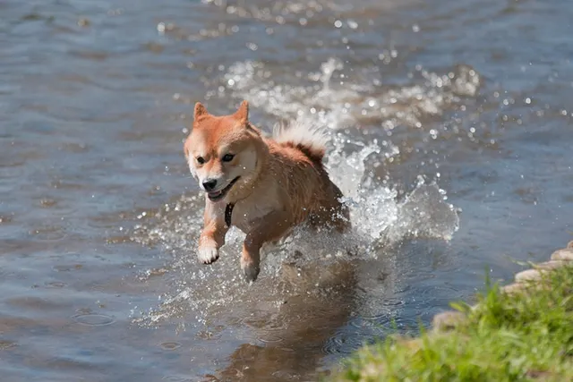 Can Shiba Inu Swim & Do They Like Water? Vet-Reviewed Safety & Training Tips