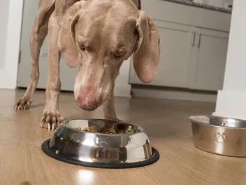 10 Best Dog Foods for Liver Disease in 2026: Reviews & Top Picks