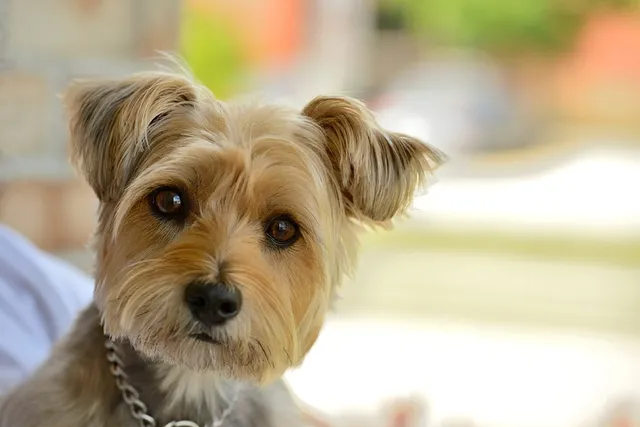 Carkie (Cairn Terrier & Yorkshire Terrier Mix): Info, Pictures & Care