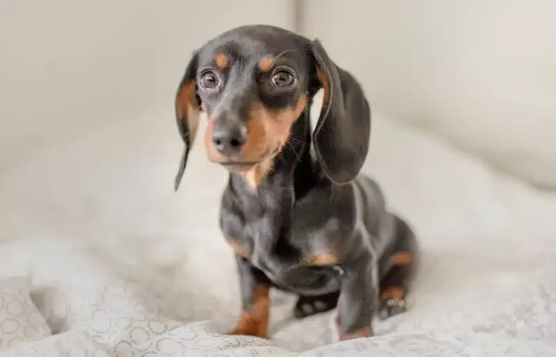 miniature-dachshund-on-the-bed