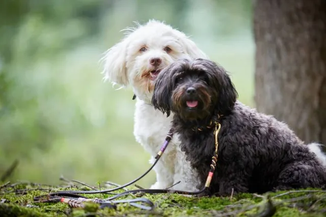 Are Dogs Allowed in National Forests in 2026? Policies & Safety Guide