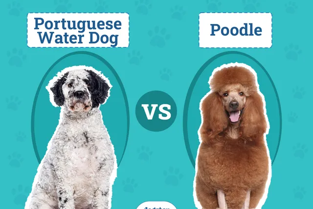 Portuguese Water Dog vs Poodle: The Differences (With Pictures)