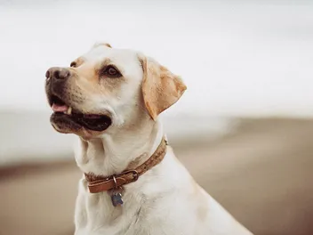 12 Vet-Verified Dog Brain Facts You'll Be Surprised to Learn