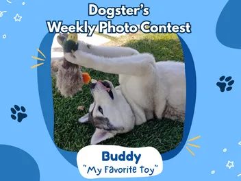 Dogster’s Weekly Photo Contest Winners: My Favorite Toy (March 19, 2026)
