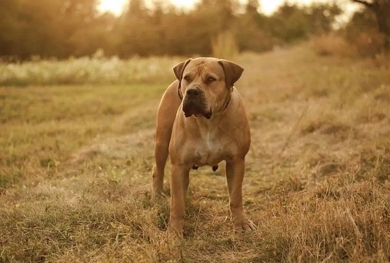boerboel outdoors