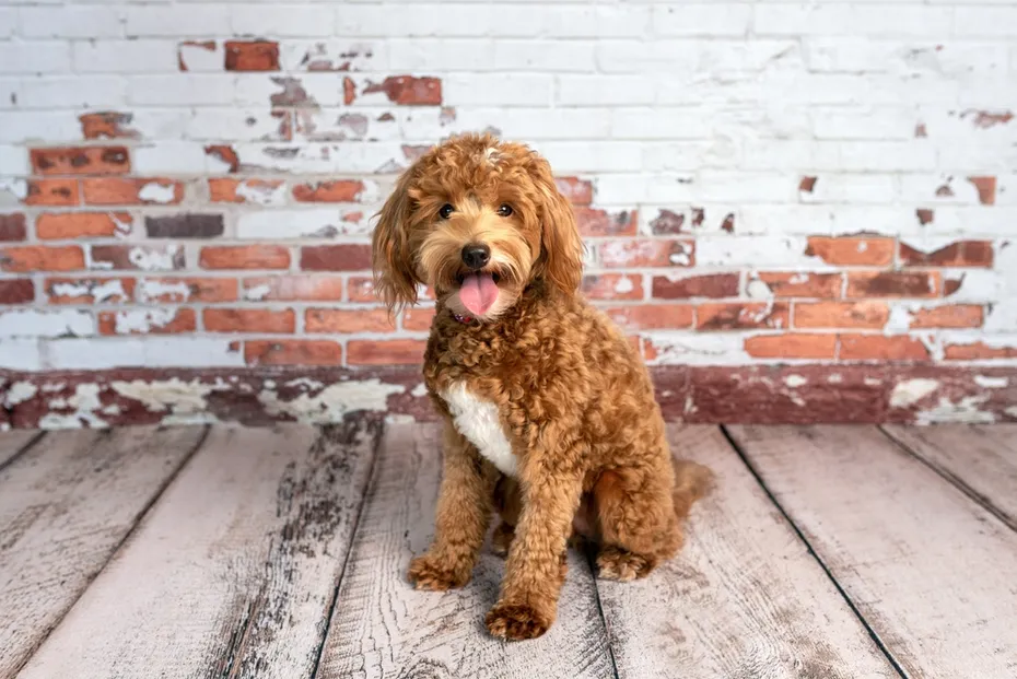 mini goldendoodle