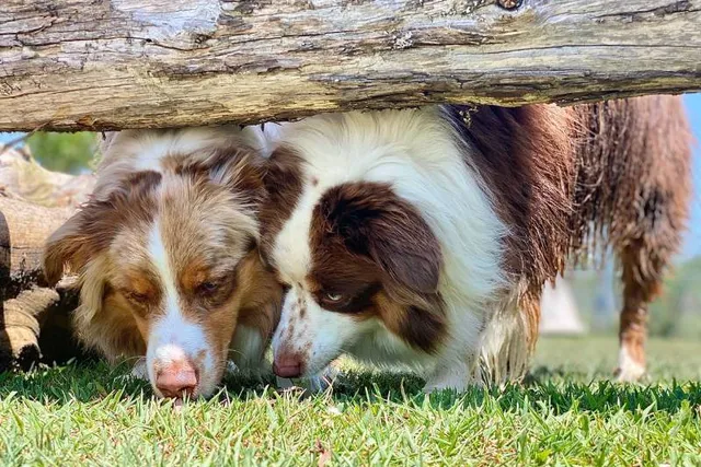 COVID Sniffing Dogs — Accuracy, Training, and Who Uses Them