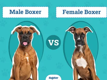 Male vs Female Boxer Dog: Notable Differences (With Info & Pictures)