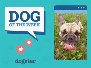 Dogster Photo Contest: Dogs of the Week Winners (August 28, 2025)