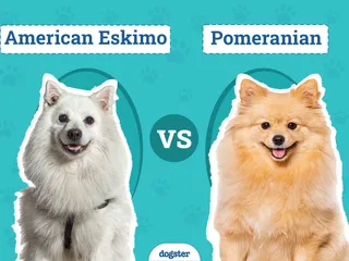 American Eskimo vs Pomeranian: Vet-Reviewed Differences & Similarities