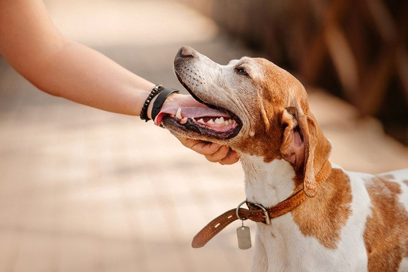 hand petting an old dog outdoor