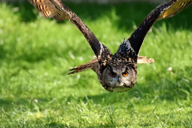 Do Owls Attack Dogs? Vet-Approved Tips to Protect Your Pup