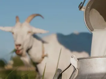 Goat’s Milk for Dogs: Vet Reviewed Benefits, Uses & More