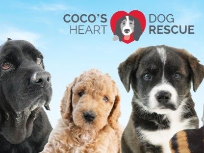 Saying Yes When It Matters Most Coco’s Heart Dog Rescue 1