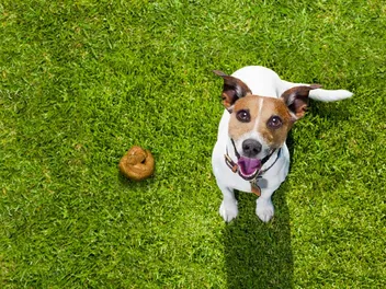 Why Does My Dog Poop So Much? 6 Vet-Reviewed Reasons