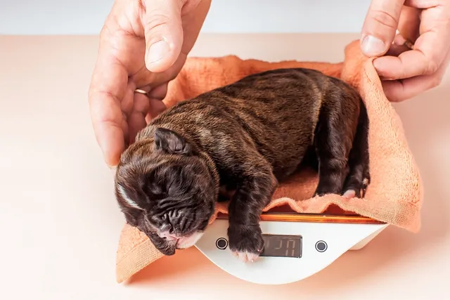 Can You Touch Newborn Puppies? Vet-Verified Handling Risks & Advice