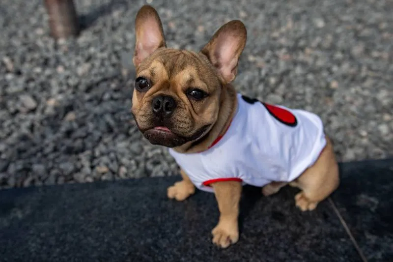 french bulldog in T-shirt walking by park