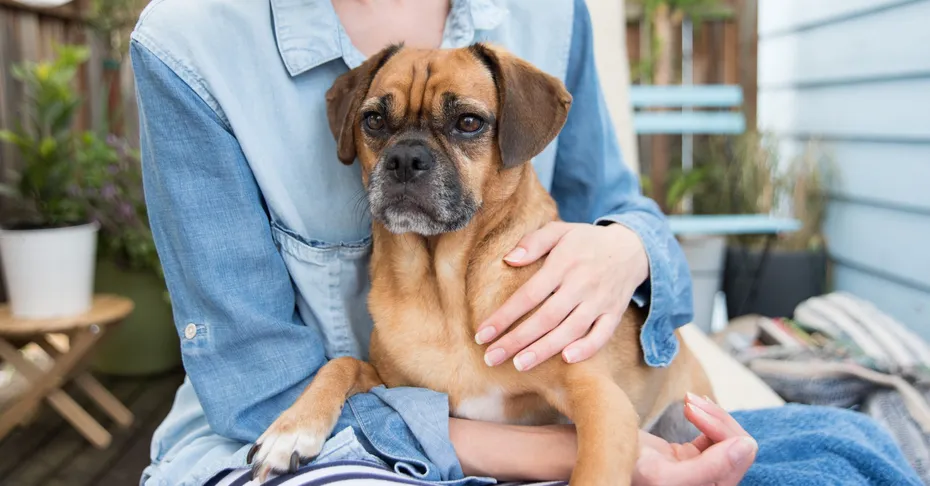 woman holding a puggle in their lap