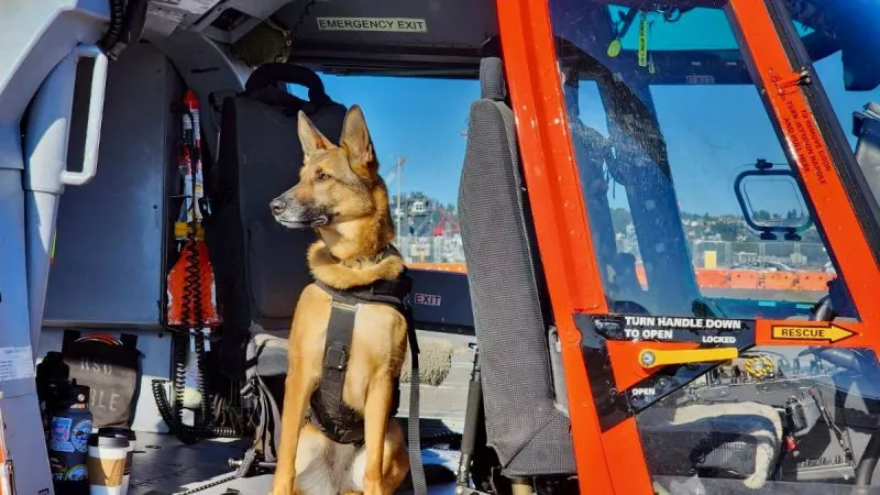 K9 Niki ready for action