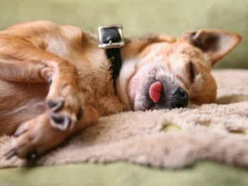 Why Does My Dog Sleep With Their Tongue Out? 10 Vet-Reviewed Reasons