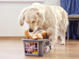 How to Organize Your Dog’s Stuff: 10 Clever Ways to Keep Your Dog Gear & Accessories Organized