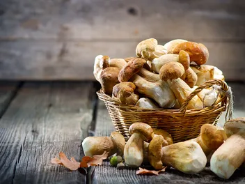 Mushrooms for Dogs With Cancer: What the Science Tells Us