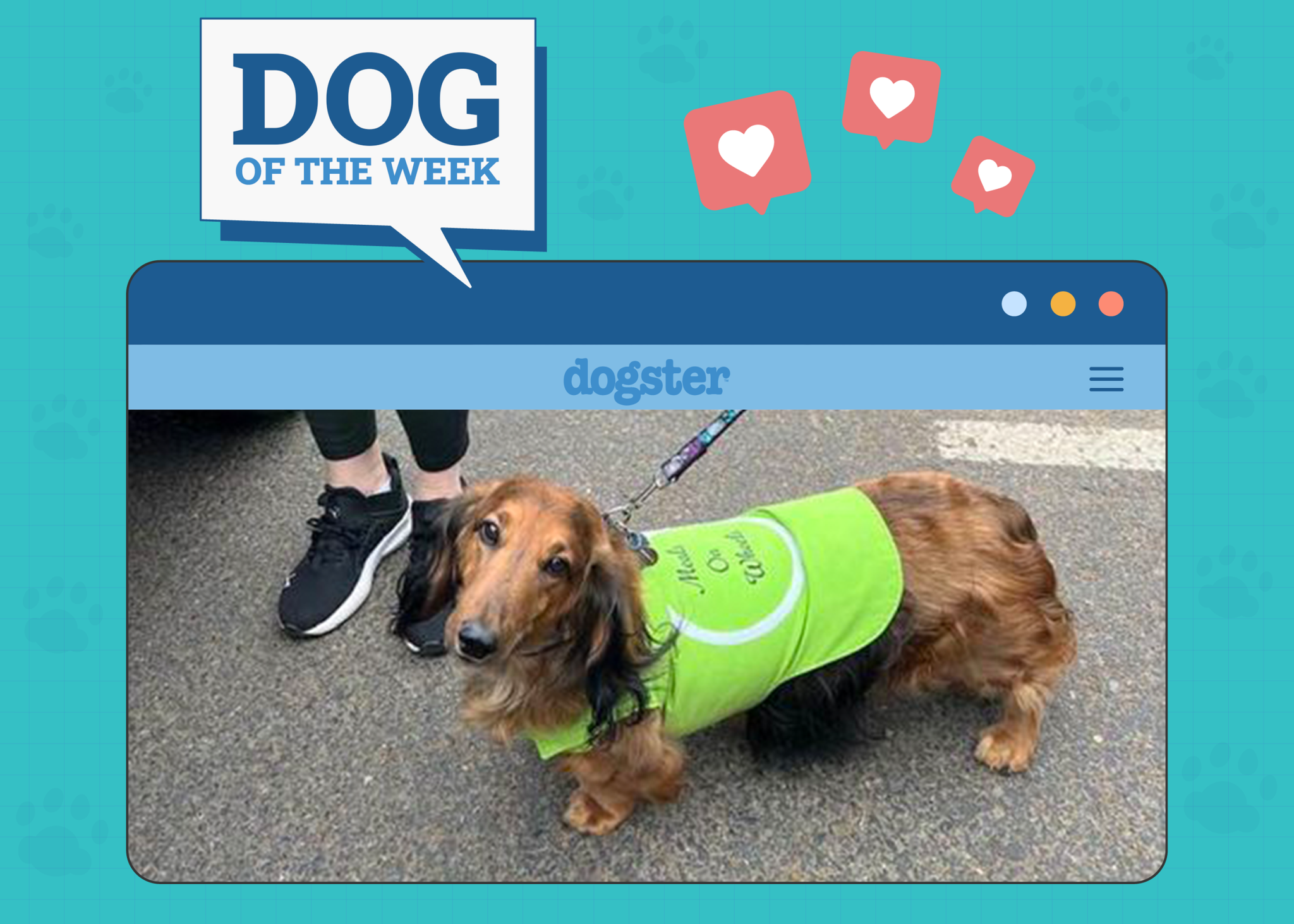 Dogster Photo Contest: Dogs of the Week Winners (May 29, 2025)
